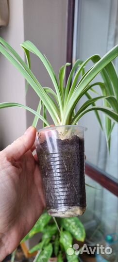 Хлорофитум много