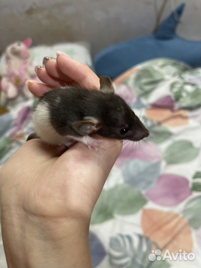 Крыса дамбо