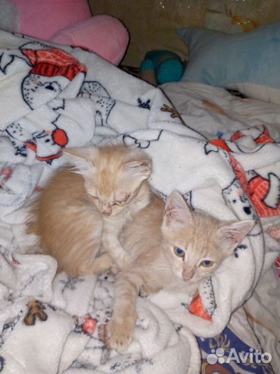 Кошки в добрые руки бесплатно