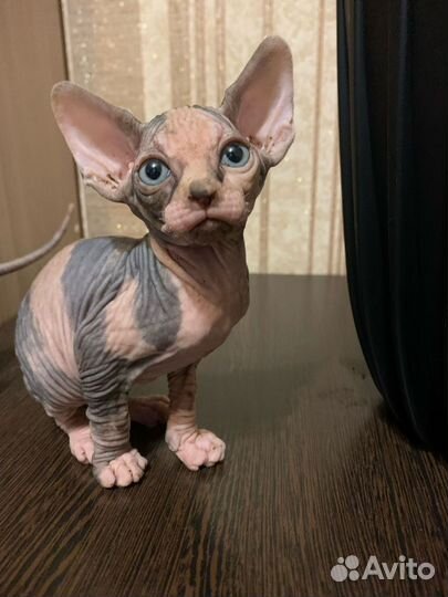 Канадский сфинкс котенок