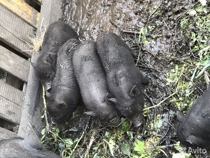 Вьетнамские поросятя