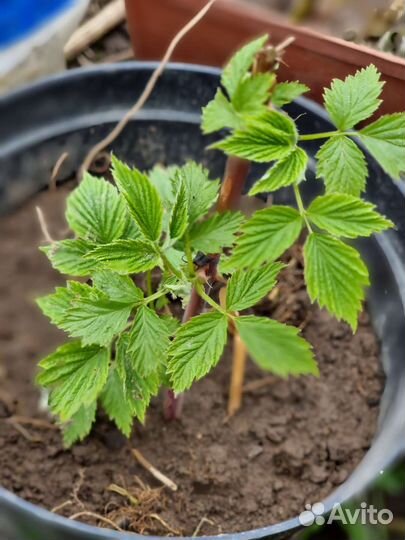 Малина блэк джэвел