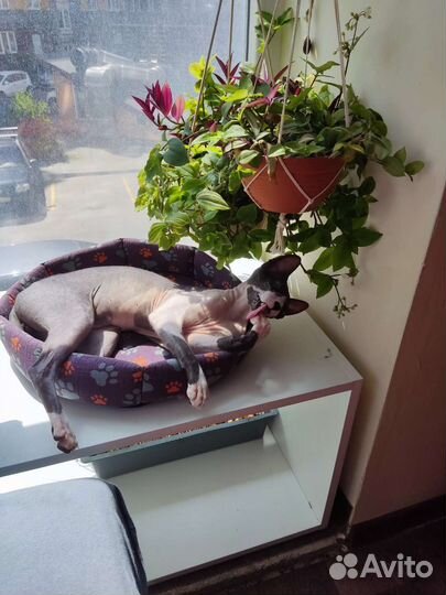 Традесканции разные обмен