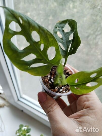 Монстера адансона