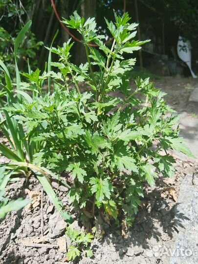 Хризантема ромашковая белая и розовая