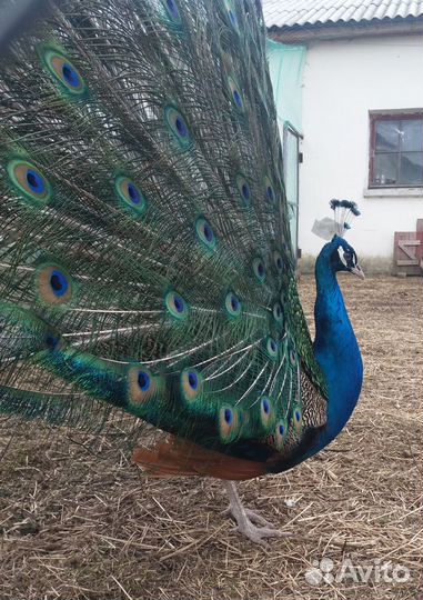 Конюшня Баландино (лошади)