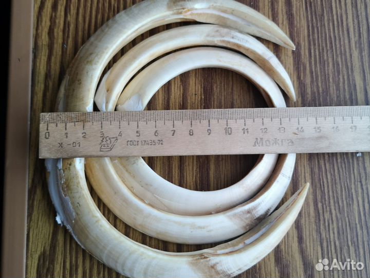 Клыки кабана