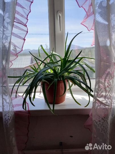 Алое вера лечебный