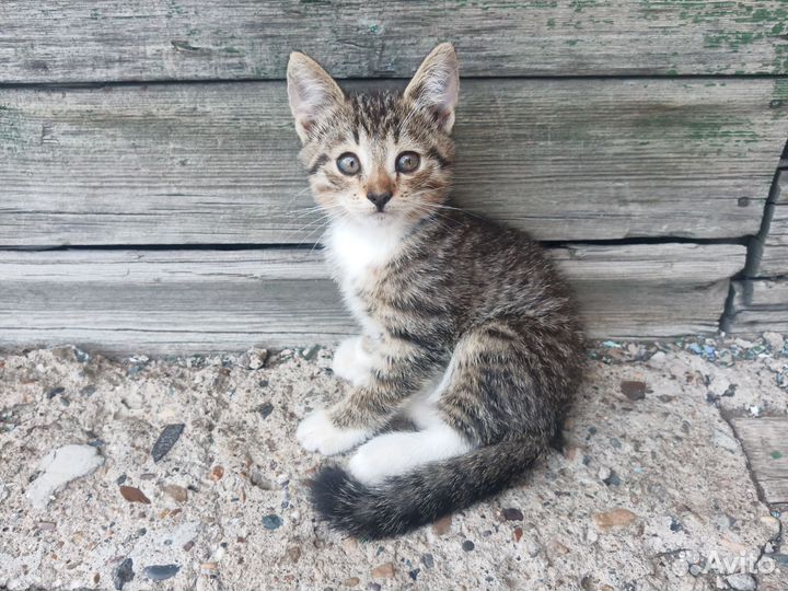 Котята в добрые руки бесплатно