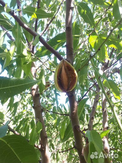 Косточки миндаля