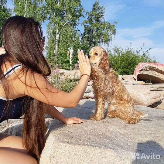 Вязка кокер спаниель