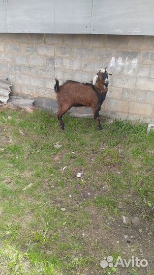 Козёл нубиец