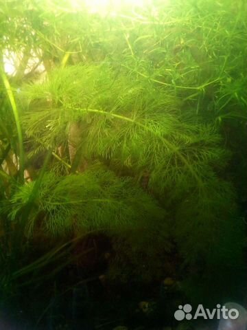 Растения для аквариума, мох