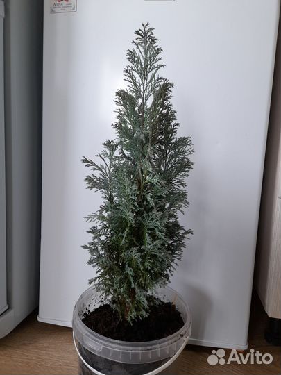 Кипарисовик