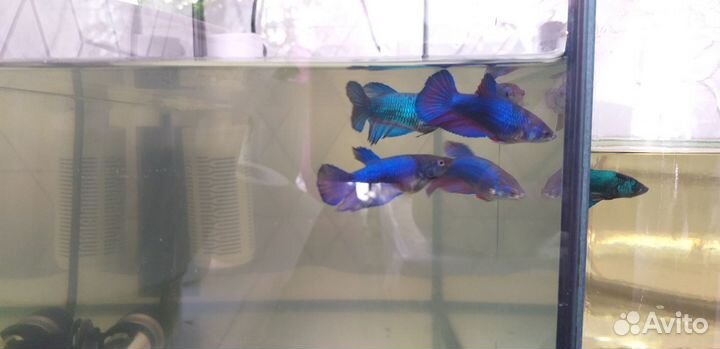 Петушок девочки