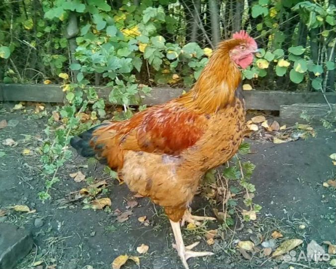 Петушки молодки