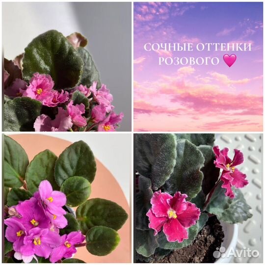 Фиалки детки