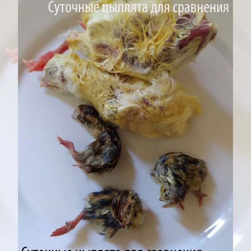 Мясо перепела