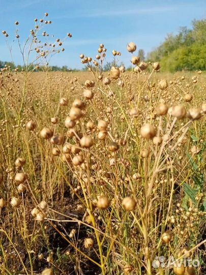 Лен белый лм98