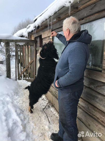 Камерунский козел