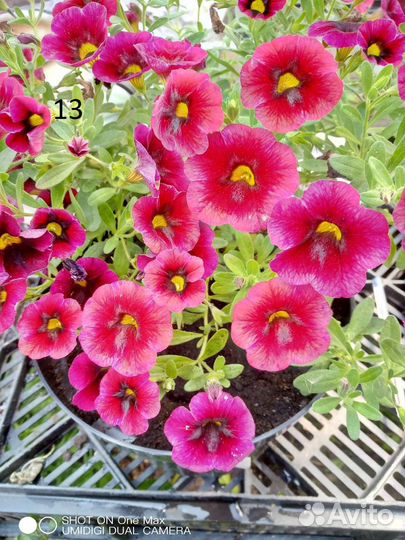 Черенки калибрахоа