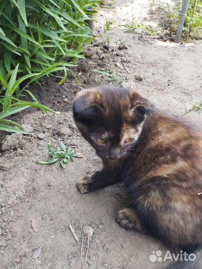 Котята в добрые руки бесплатно