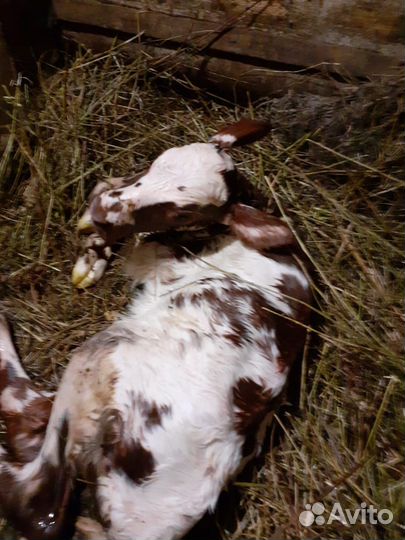 Телочка айшир