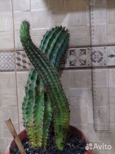 Большой кактус