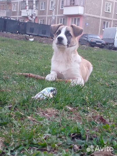 Собака вязка