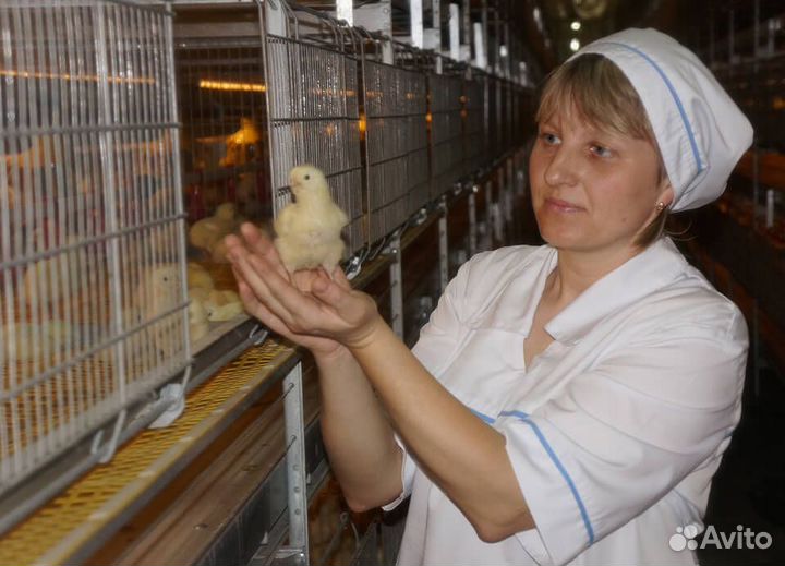 Упаковщик(ца) куриных лап Вахта Жилье