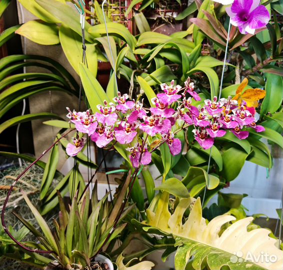 Орхидея толумния