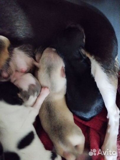 Бронь щенков