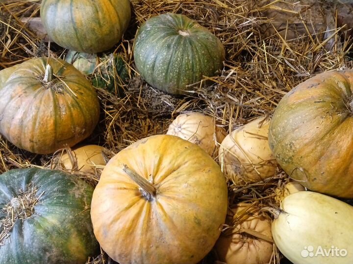 Тыква кормовая