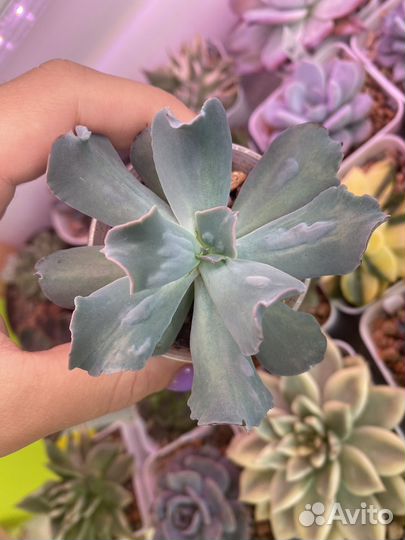 Суккуленты, эхеверия