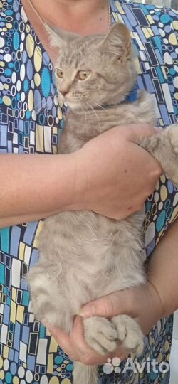 Отдам в добрые руки