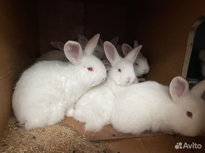 Кролики великаны белый панон