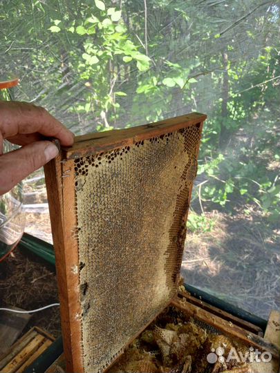 Откачали подсолнечник 2023.кореандр,акация