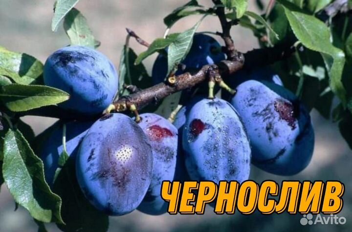 Саженцы сливы и алычи