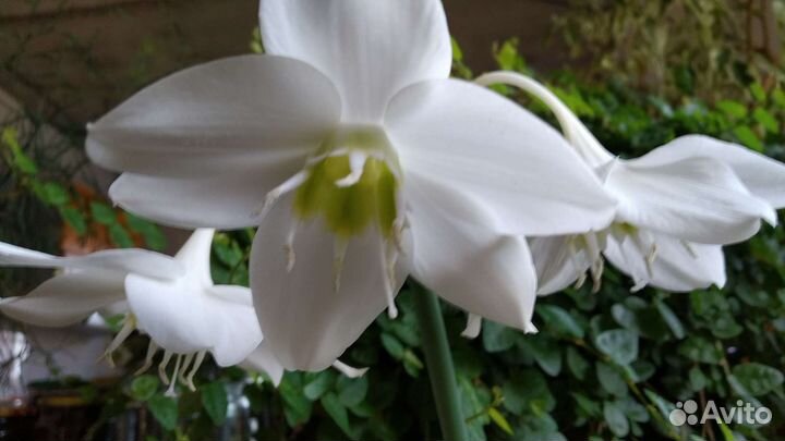 Комнатная лилия, эухарис