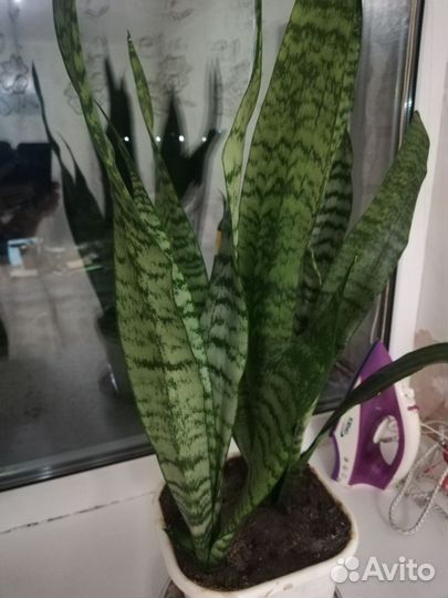 Сансевиерия