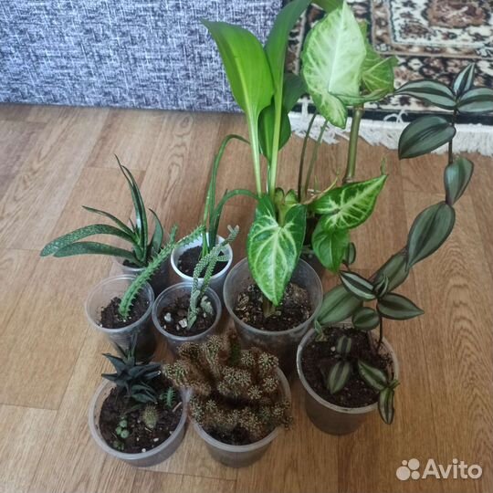 Комнатные цветы
