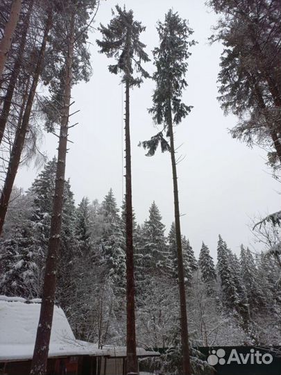 Спил деревьев