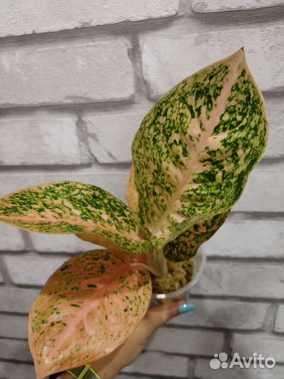 Аглаонемы тайские