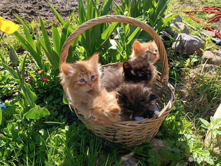 Котята в добрые руки