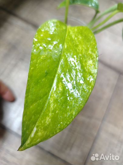 Эпипремнум золотистый