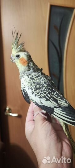 Самочка кореллы