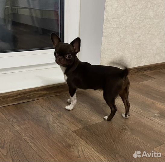 Чихуахуа