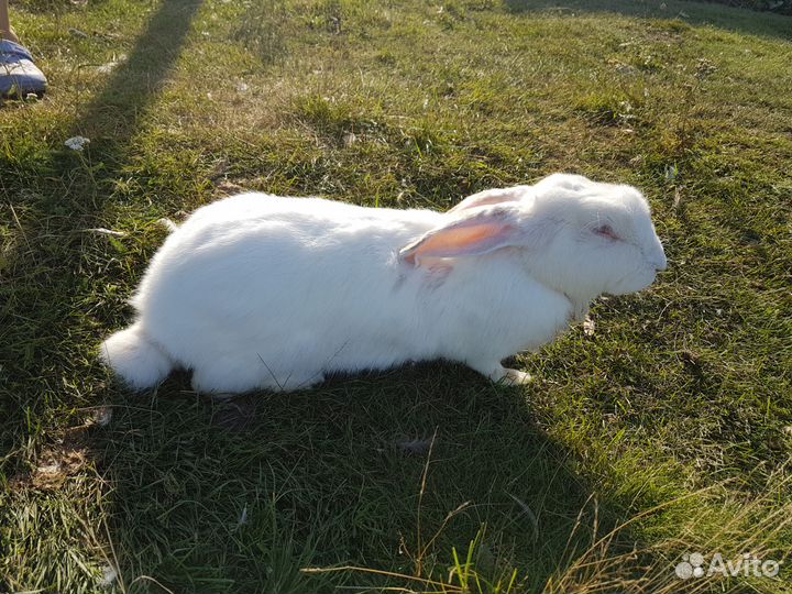 Кролики крупные на разведение, мясо