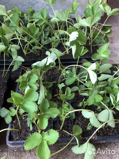 Рассада клубники