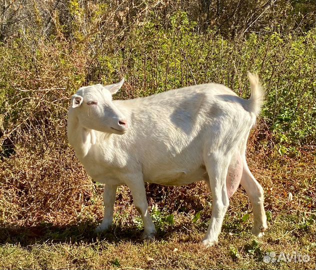 Зааненские козы